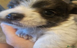 Chihuahua dogs for sale: Chihuahua Puppies Long haired and short - Image 4