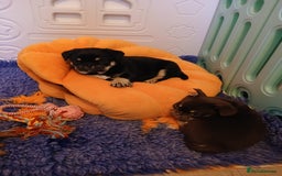 Frug dogs for sale: Frug Puppy **1 left** - Advert 9