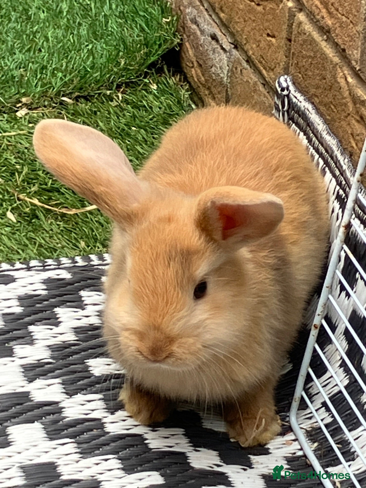 Dwarf Lop rabbits Dwarf Lop baby rabbits  - Advert 1