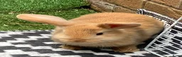 Dwarf Lop rabbits for sale: Dwarf Lop baby rabbits  - Advert 1