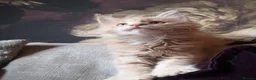 Maine Coon cats for sale: TICA reg HEALTH CHECKED Maine Coons - Advert 29