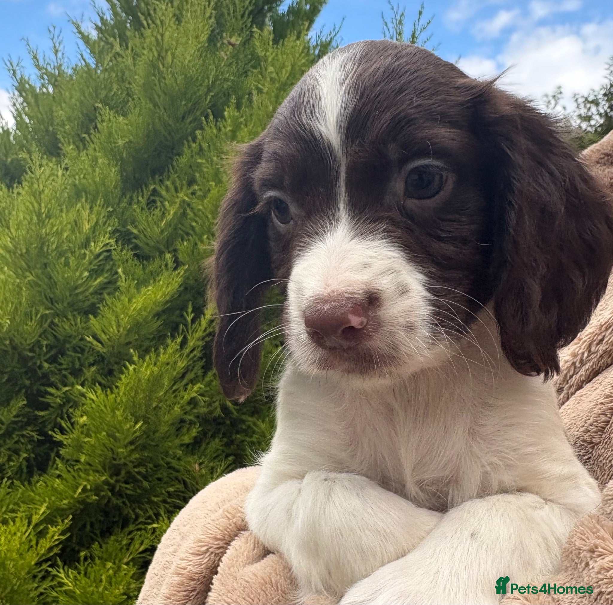 Sprocker dogs Beautiful Sprocker Puppies - Advert 1