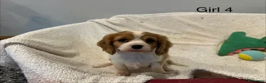 Cavalier King Charles Spaniel Puppy 5