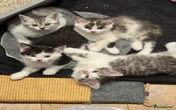 British Shorthair cats for sale: Kitten - Image 1