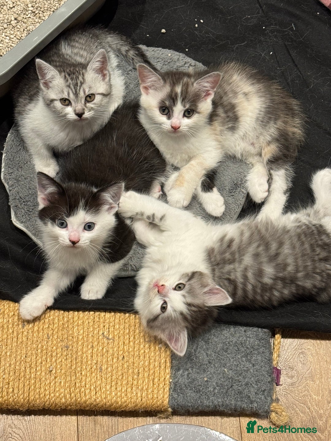 British Shorthair cats for sale: Kitten - Image 1