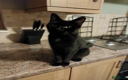 British Shorthair cats for sale: Black Kittens for sale  - Image 9