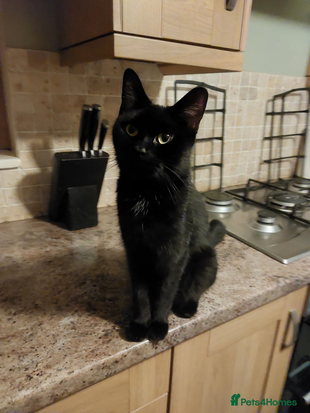 British Shorthair cats for sale: Black Kittens for sale  - Image 9