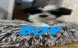 Shih Tzu dogs for sale: Shih Tzu Puppies - Image 21