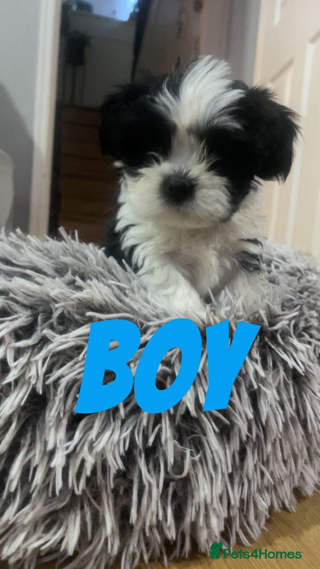 Shih Tzu dogs for sale: Shih Tzu Puppies - Image 21