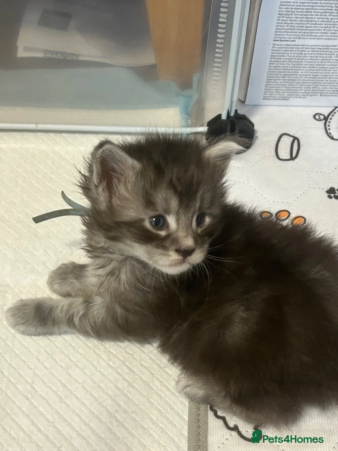 Maine Coon cats for sale: Tica registered Adorable Mainecoon Kittens - Advert 22