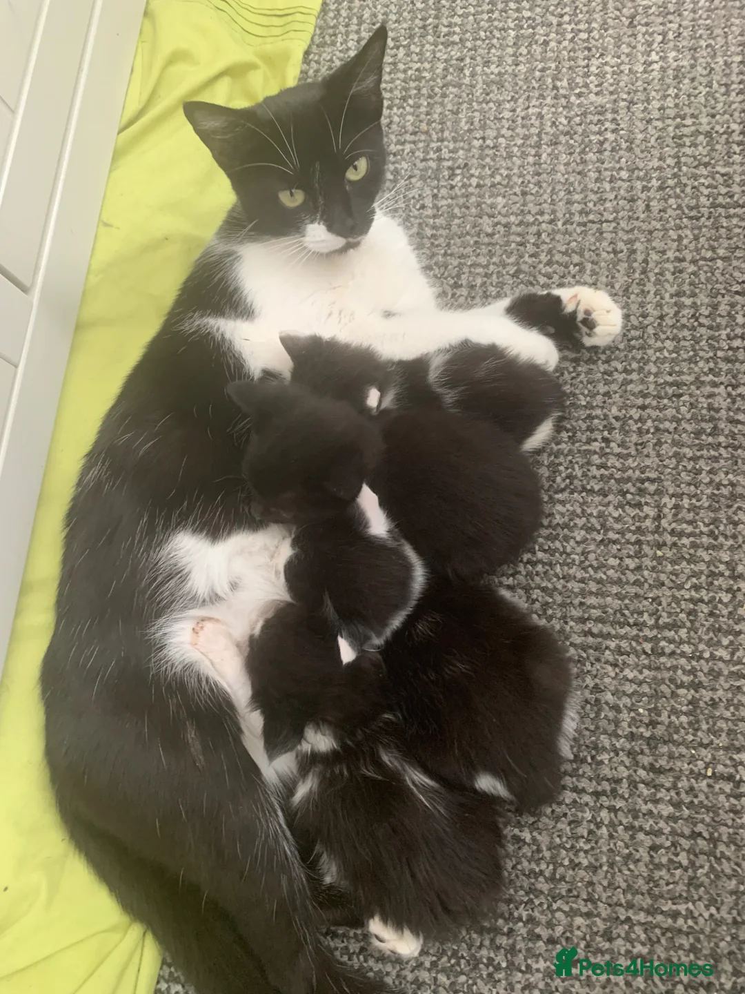 Mixed Breed cats for sale: Beautiful Kittens in Sutton-in-Ashfield - Advert 1