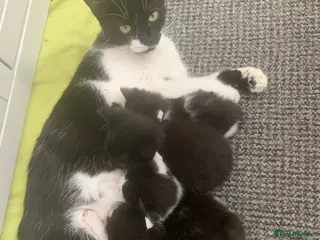 Mixed Breed cats Beautiful Kittens - Advert 1