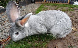 Continental Giant rabbits for sale: Gorgeous Bunny  - Image 4