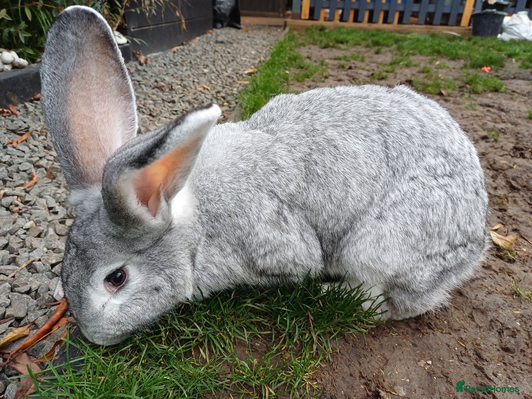 Continental Giant rabbits for sale: Gorgeous Bunny  - Image 4
