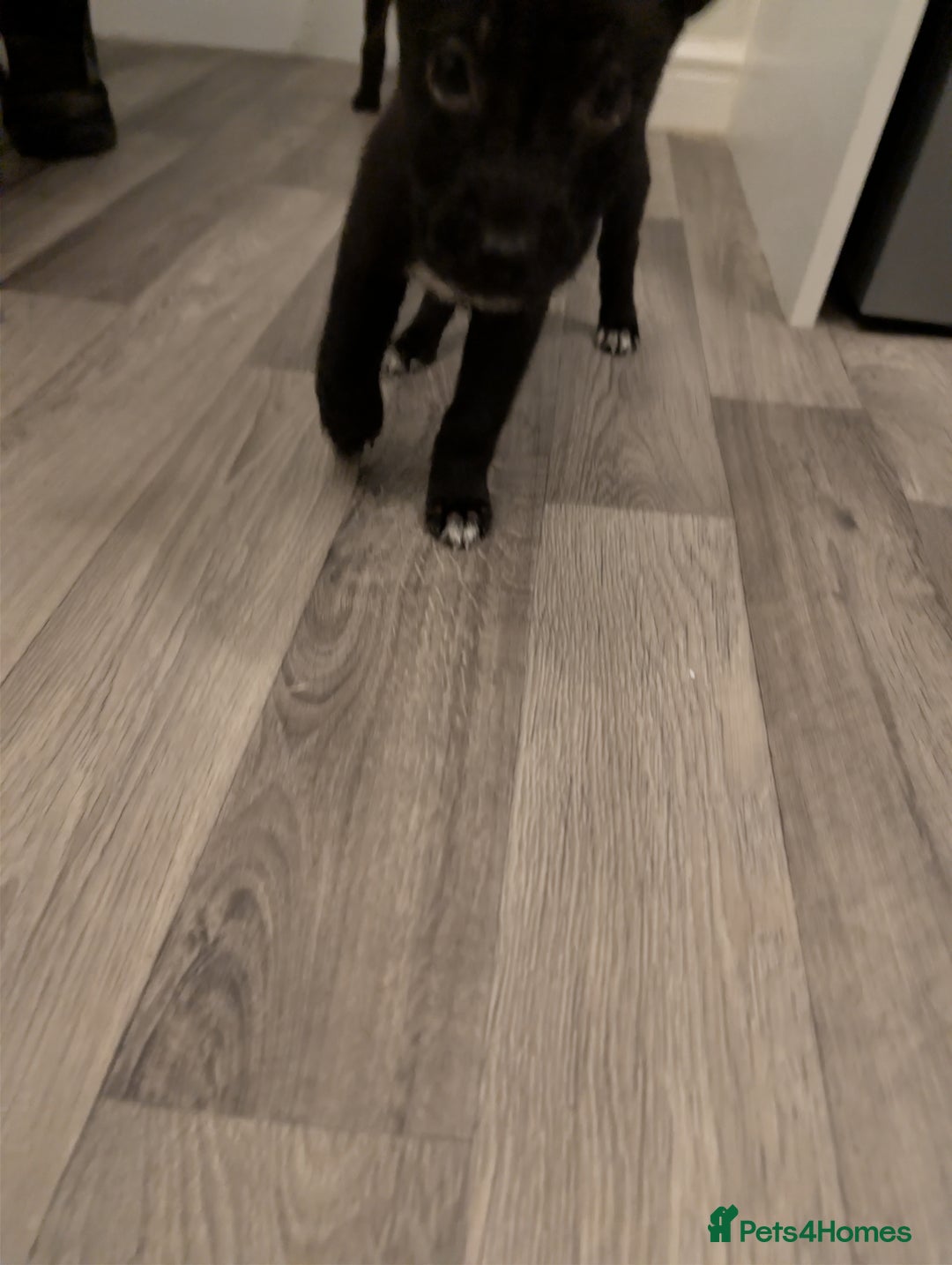 Mixed Breed dogs for sale: German shepherd X cane corso pups for sale  - Advert 13