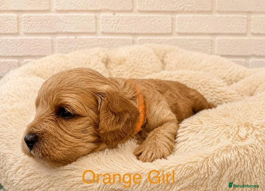 Cavapoo dogs for sale: Gorgeous Ruby & Golden Cavapoo Puppies for sale. - Advert 2