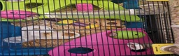 Hamster rodents for sale: Syrian hamster  in Smethwick - Advert 2