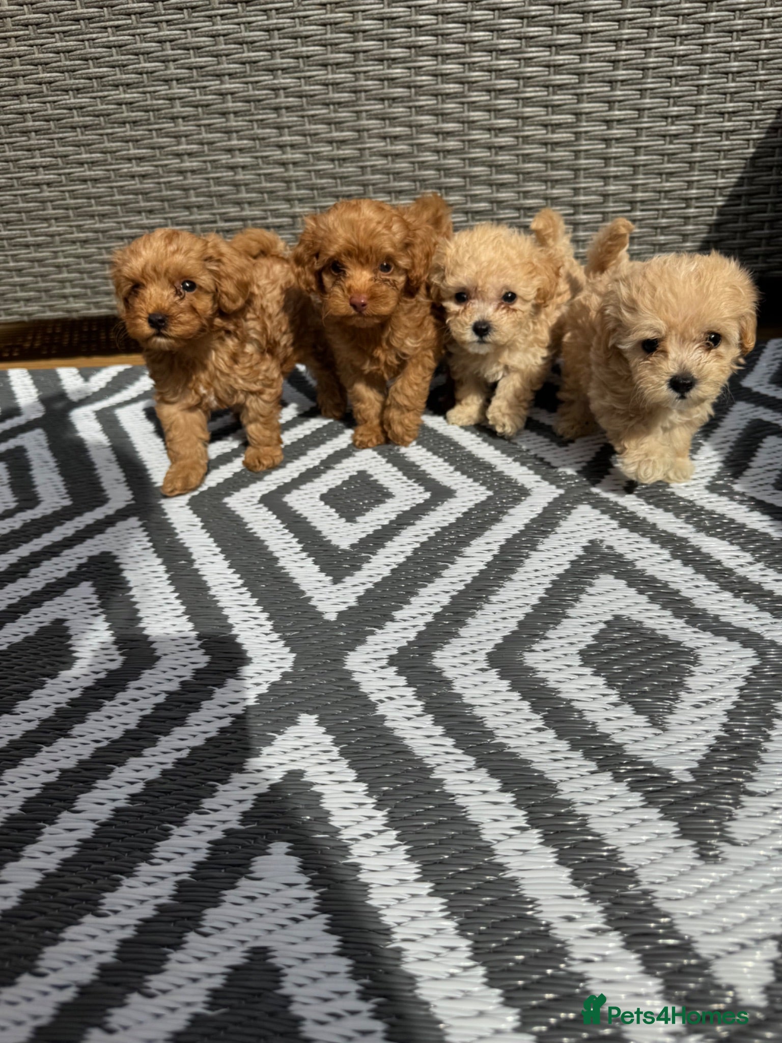 Cockapoo dogs 🐾 Adorable F1BB Teddy bear toy cockapoos 🐾 - Advert 1