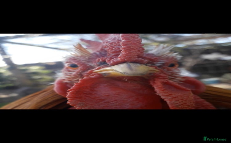 Chickens poultry - Advert 1