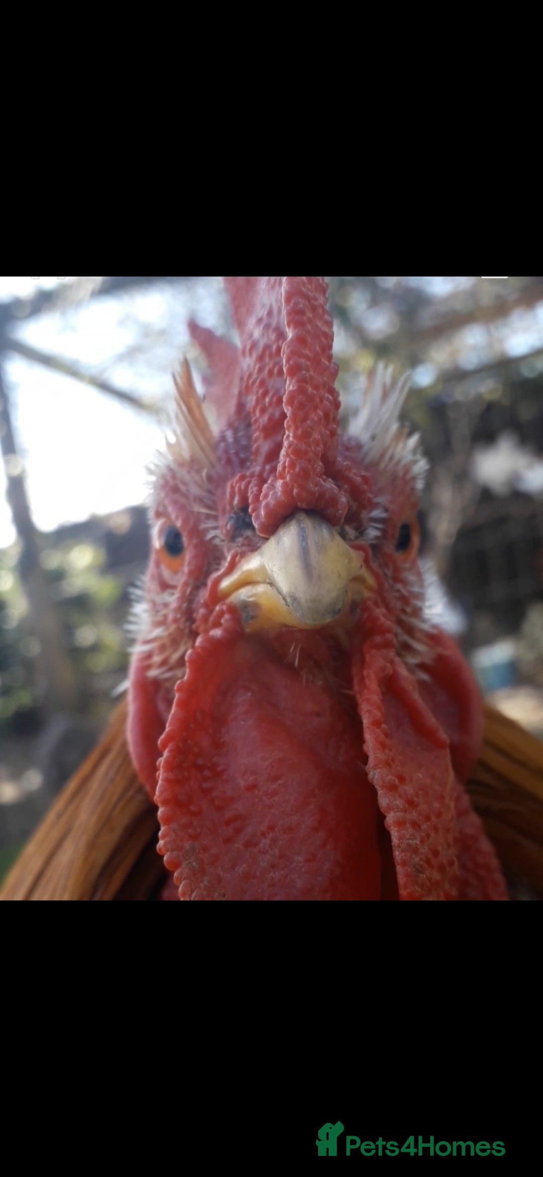 Chickens poultry for sale: Free Chickens for a good home - Image 1