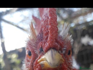 Chickens poultry - Advert 7