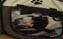 Mixed Breed cats for sale: Adorable Tuxedo Kittens Mixed with Longhair  - Image 9
