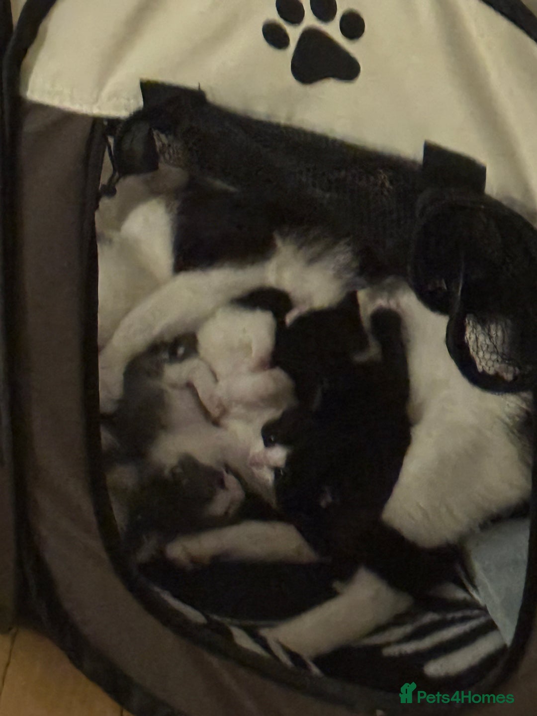 Mixed Breed cats for sale: Adorable Tuxedo Kittens Mixed with Longhair  - Image 9