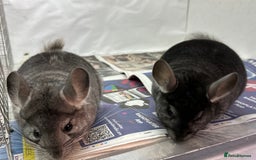 Chinchilla rodents for sale: Billy & Bobby, fabulous standard brothers, v.tame - Advert 13