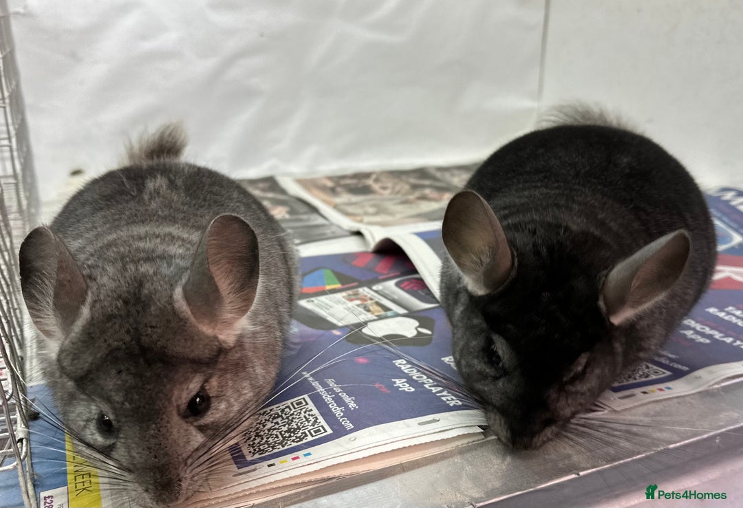 Chinchilla rodents for sale: Billy & Bobby, fabulous standard brothers, v.tame - Advert 13