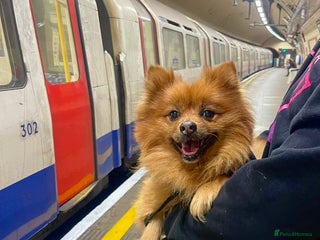 Pomeranian dogs in London - Advert 19