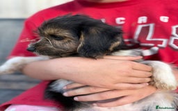 Mixed Breed dogs for sale: Beagle Cross puppies  - Image 20