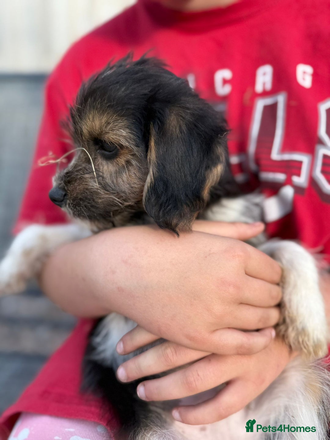 Mixed Breed dogs for sale: Beagle Cross puppies  - Image 20