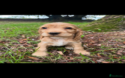 Cocker Spaniel dogs for sale: BEAUTIFUL KC SHOW TYPE COCKER SPANIELS  - Image 26