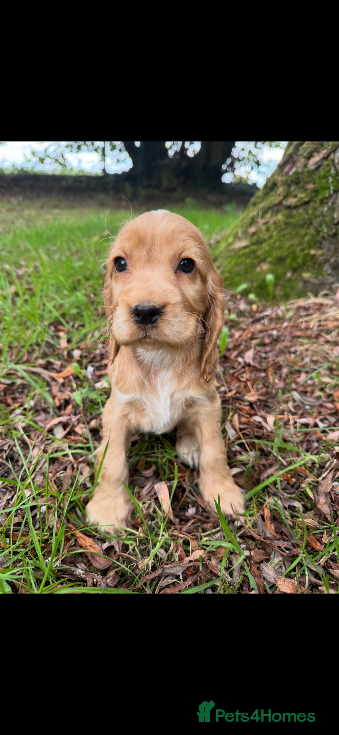 Cocker Spaniel dogs for sale: BEAUTIFUL KC SHOW TYPE COCKER SPANIELS  - Image 26