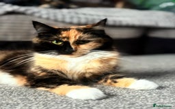 Chantilly-Tiffany cats for sale: Chantilly Tiffany/ragdoll  - Image 2