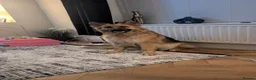 German Shepherd dogs for sale: German shepherd 2 year old  - Advert 2