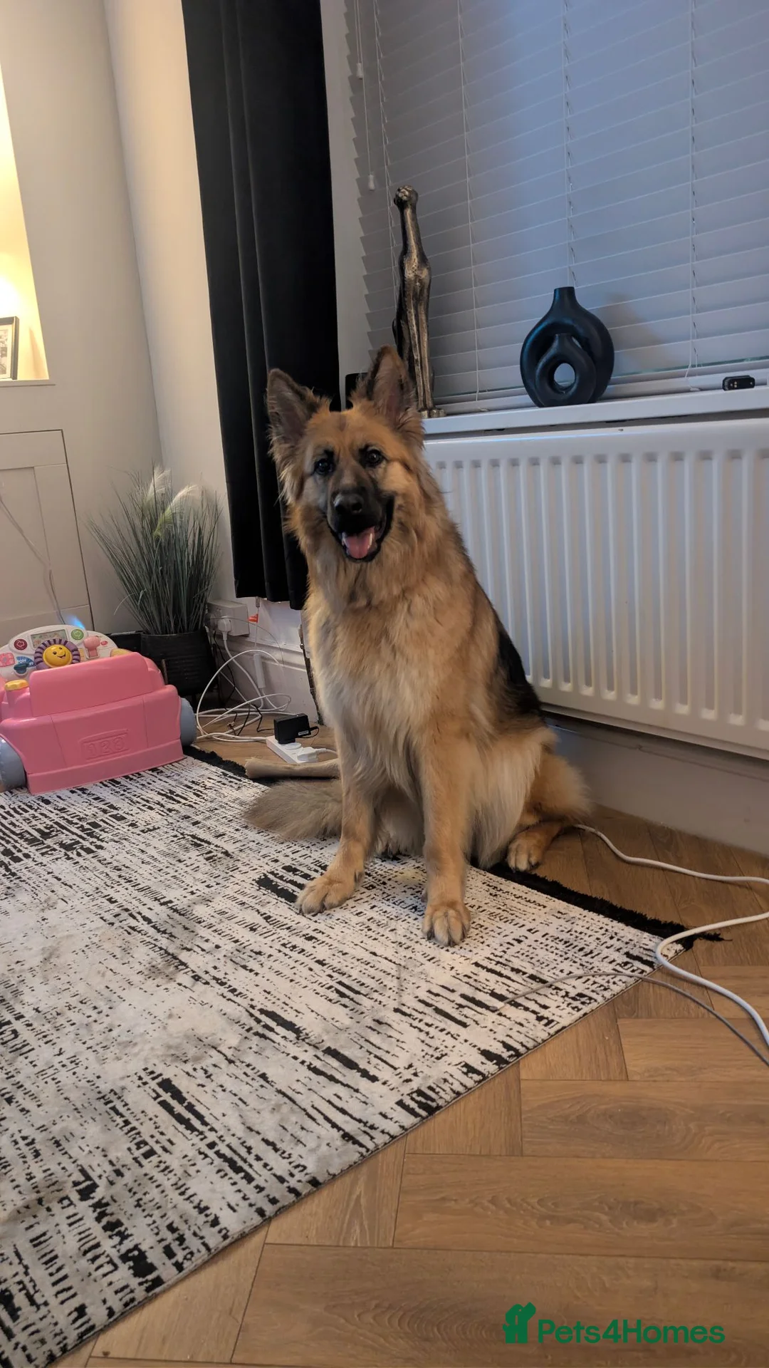 German Shepherd dogs for sale: German shepherd 2 year old  - Advert 2
