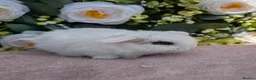 Mini Lop rabbits for sale: ❤️mini lop babies ❤️  - Advert 12