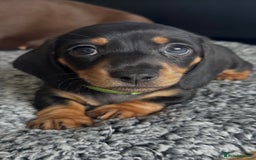 Miniature Dachshund dogs for sale: Beautiful miniature Dachshund  - Image 3