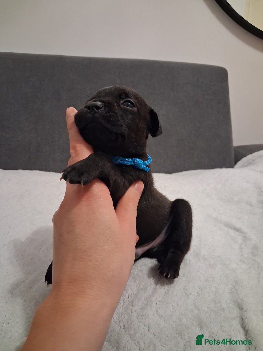 Staffordshire Bull Terrier dogs for sale: Show quality Staffordshire Bull Terrier - Advert 35