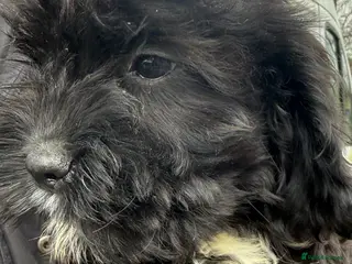 Mixed Breed dogs 2 adorable black cavapoos remaining all boy's - Advert 1