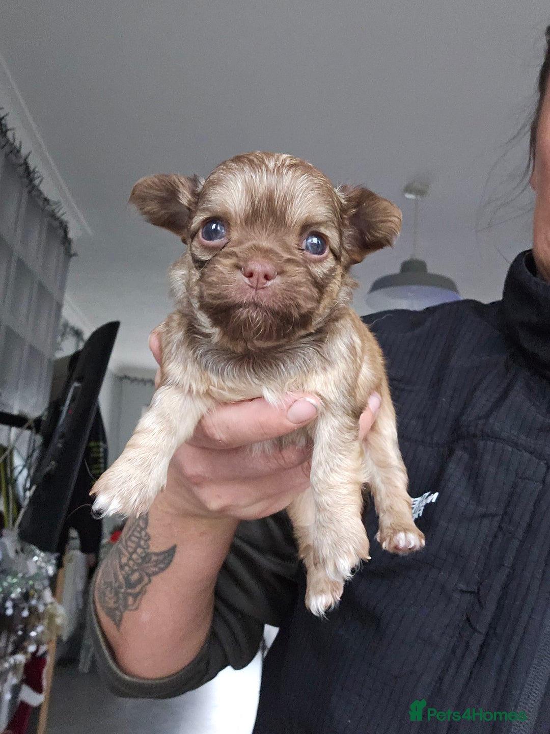 Chihuahua dogs for sale: 5x beautiful Chihuahua puppies  - Advert 7