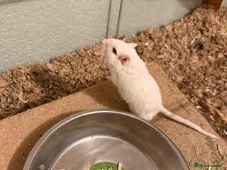 Gerbil rodents 2x boy gerbils inc all accessories - Advert 2