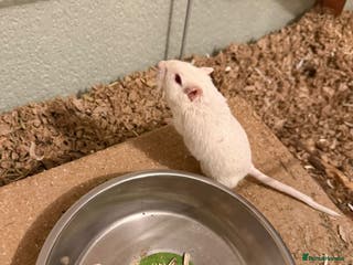 Gerbil rodents 2x boy gerbils inc all accessories - Advert 20
