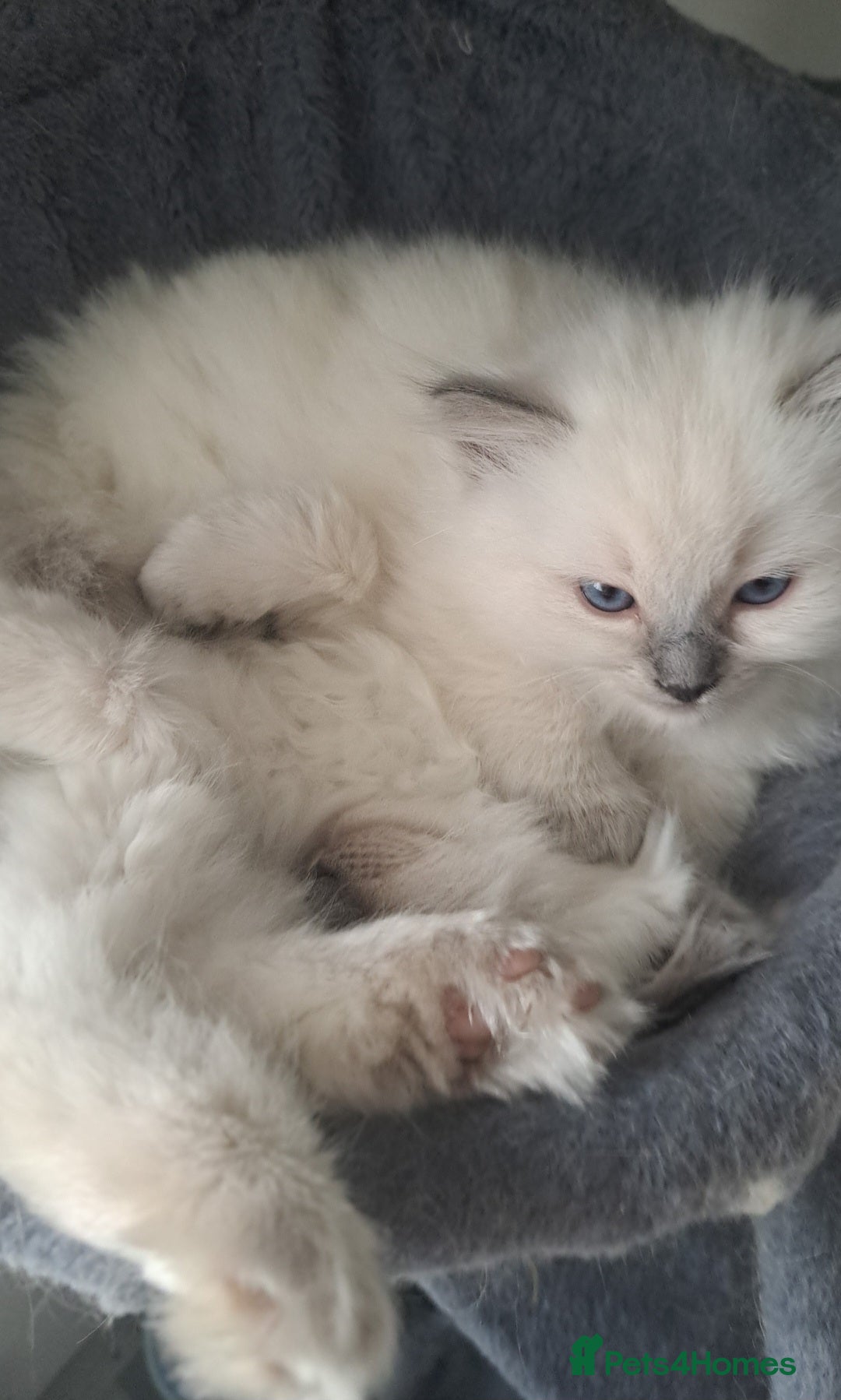 Ragdoll cats for sale: Ragdoll boys for new homes - Image 12