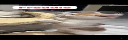 Mixed Breed cats for sale: 4 Beautiful kittens🩷🩵 - Advert 15