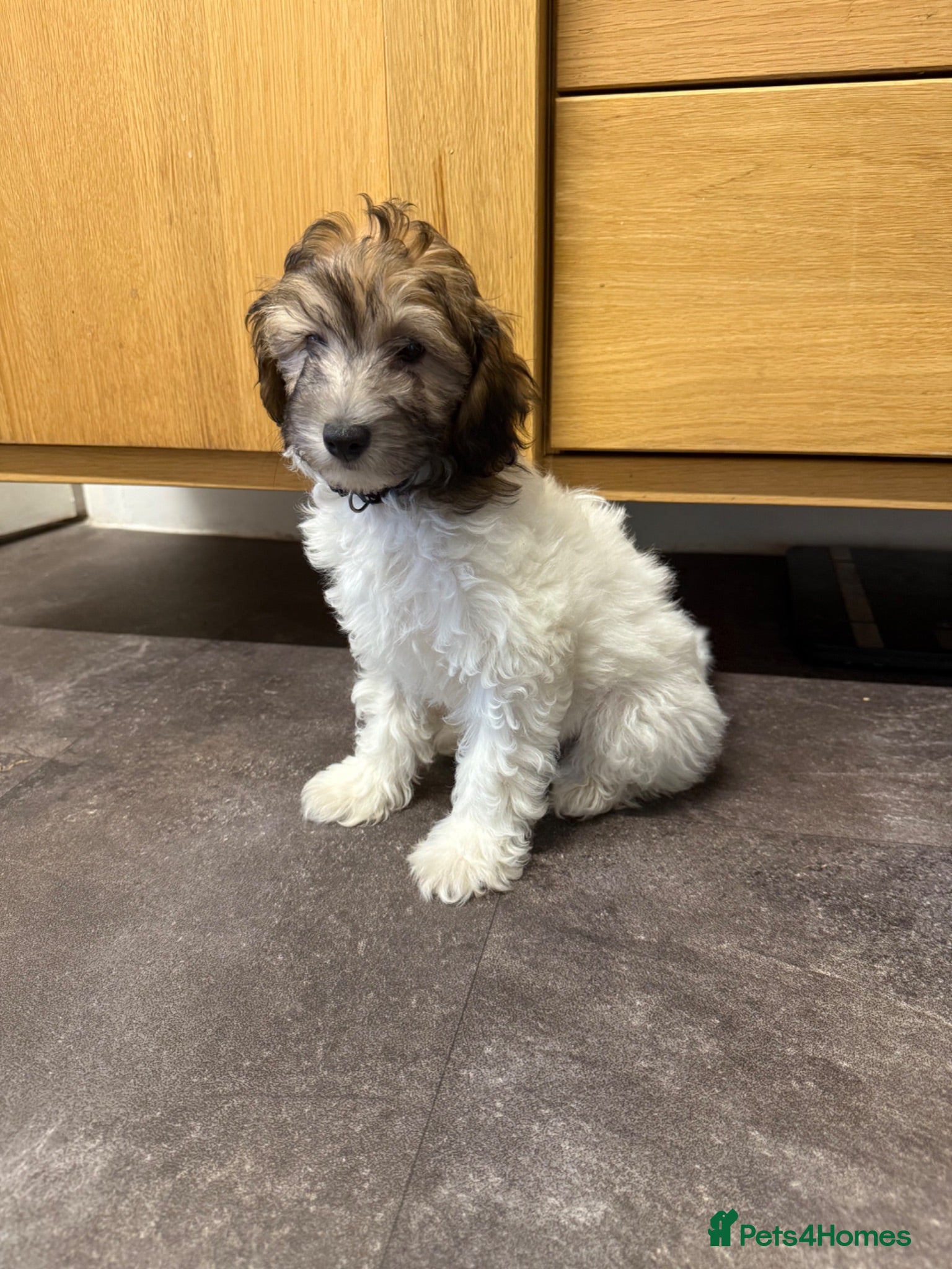 Chipoo dogs 🐶 Fluffy Brown & White Chipoo Puppy: Low shedding - Advert 2