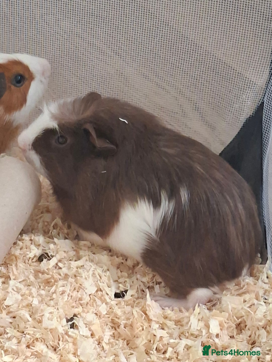 Guinea Pig rodents for sale: Guinea pigs  - Image 3