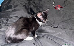 Domestic Shorthair cats for sale: Male Tuxedo Cat - £75 - Advert 2