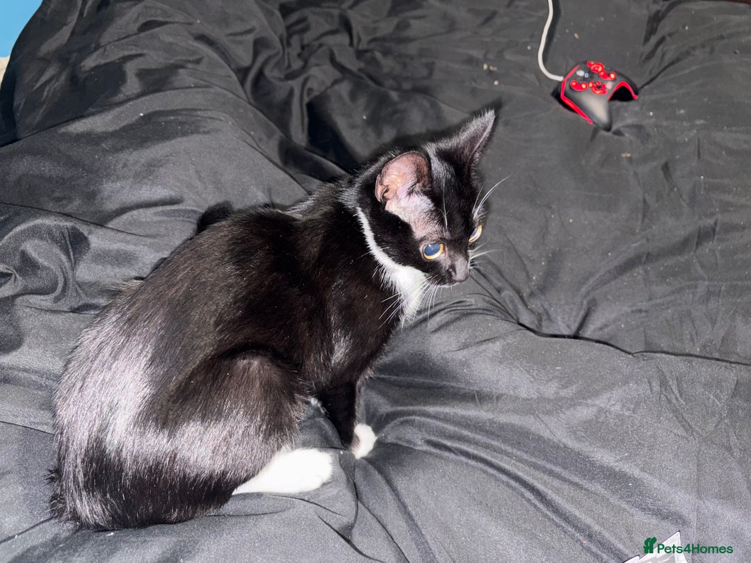 Domestic Shorthair cats for sale: Male Tuxedo Cat - £75 - Advert 2